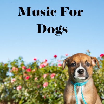 Music For Dogs