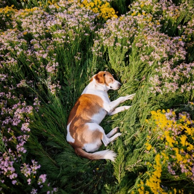 Relajación Para Perros: Música Calmante Para Amigos Caninos