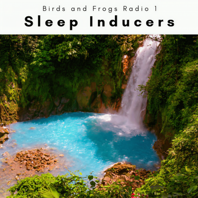 A Sleep Inducers