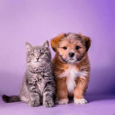 Relajación Nocturna Suave: Ritmos De Hip Hop Para Mascotas